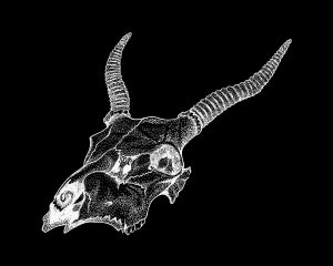 antelope skull illustration